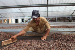 a cacao worker drying cacao beans