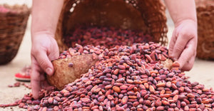 A woman sifting roasted cacao beans with her hands