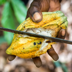 cacao pod being cut open