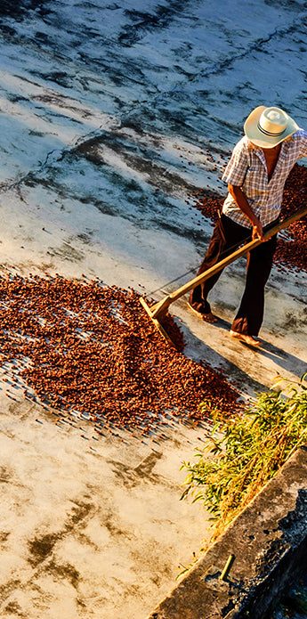 fair trade cacao farm