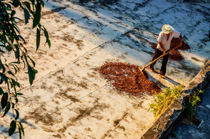 fair trade cacao farm